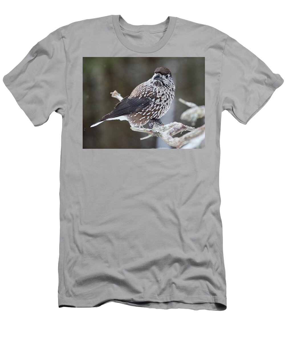 Finland T-Shirt featuring the photograph Whole and close. Spotted nutcracker by Jouko Lehto