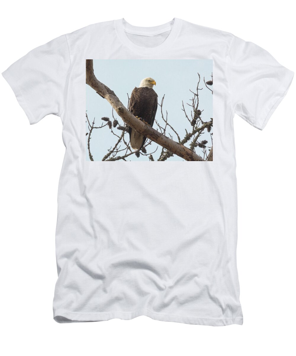 Bald Eagle T-Shirt featuring the photograph Resting Bald Eagle by Patricia Schaefer