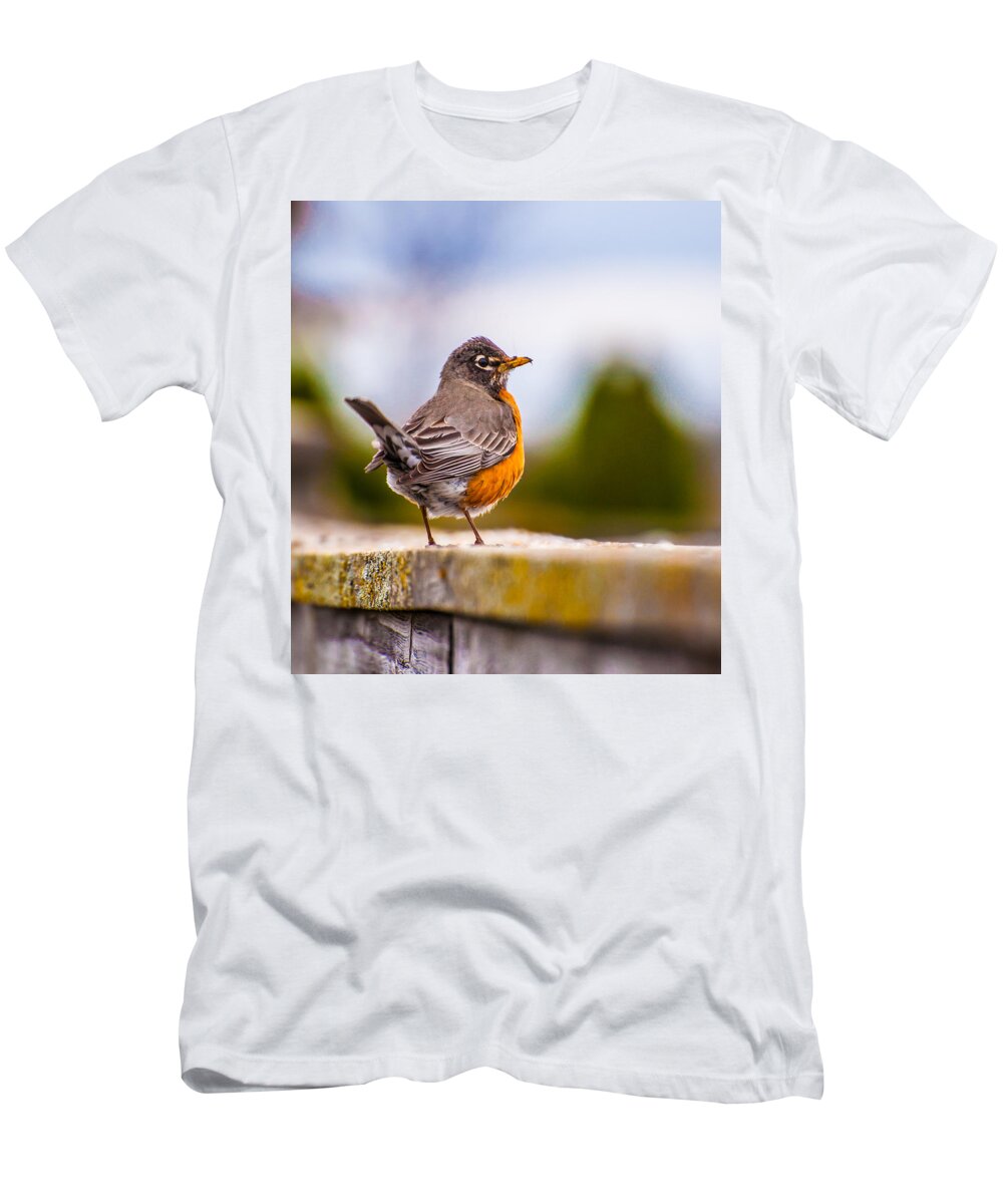 America Robin T-Shirt featuring the photograph American Robin #1 by Amel Dizdarevic