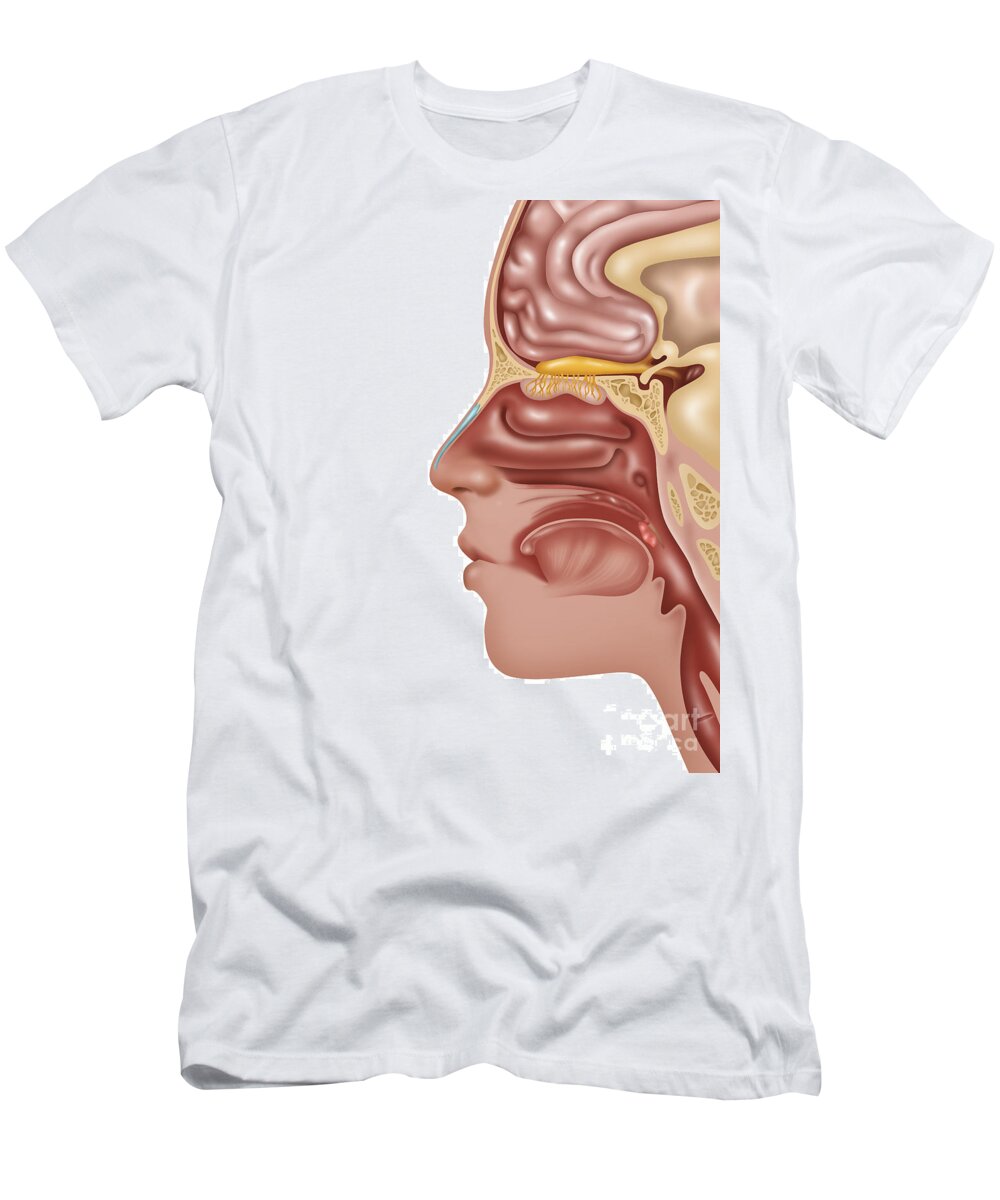 Illustration T-Shirt featuring the photograph Anatomy Of Smell, Illustration #1 by Gwen Shockey