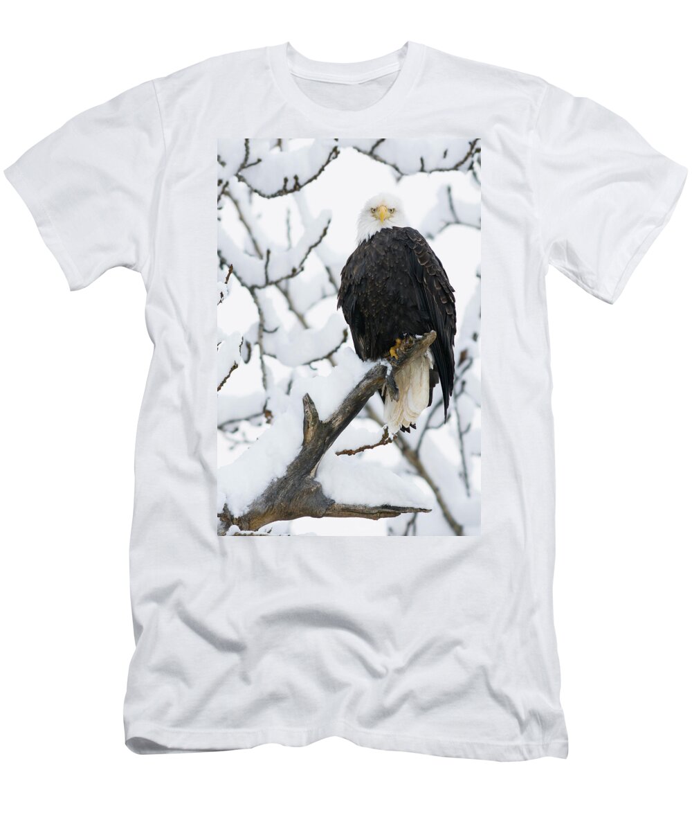 Alaska T-Shirt featuring the photograph Bald Eagle Haliaeetus Leucocephalus #1 by Josh Miller