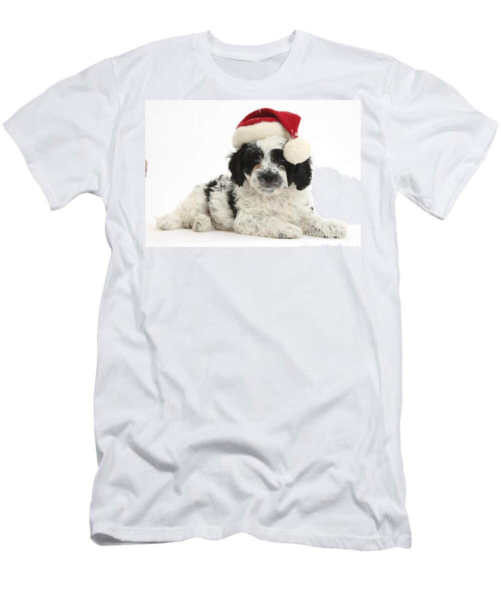 Black And White Cavapoo Puppy T-Shirt featuring the photograph Cavapoo Puppy In Christmas Hat #1 by Mark Taylor