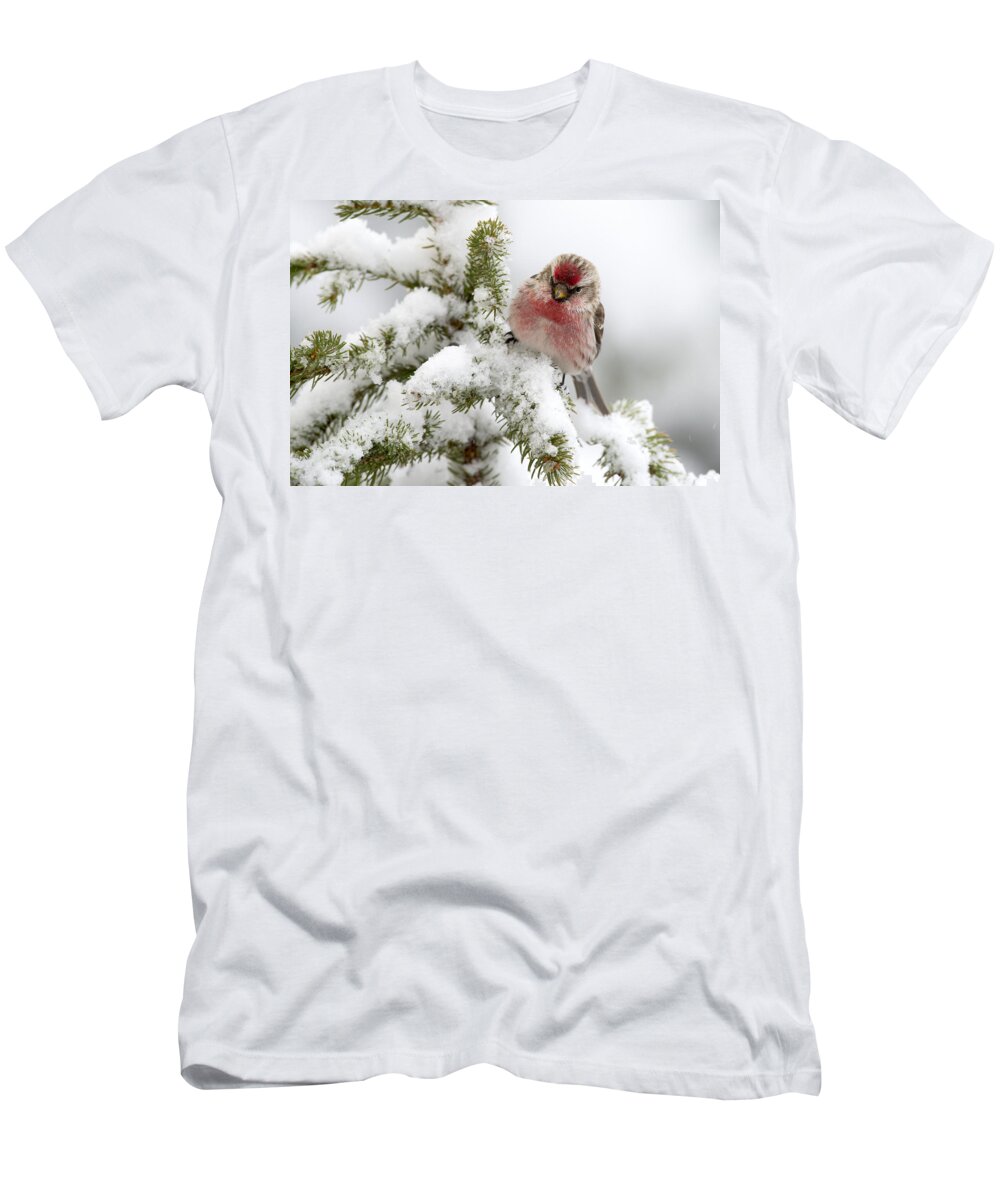 Feb0514 T-Shirt featuring the photograph Common Redpoll Male Nova Scotia Canada #1 by Scott Leslie