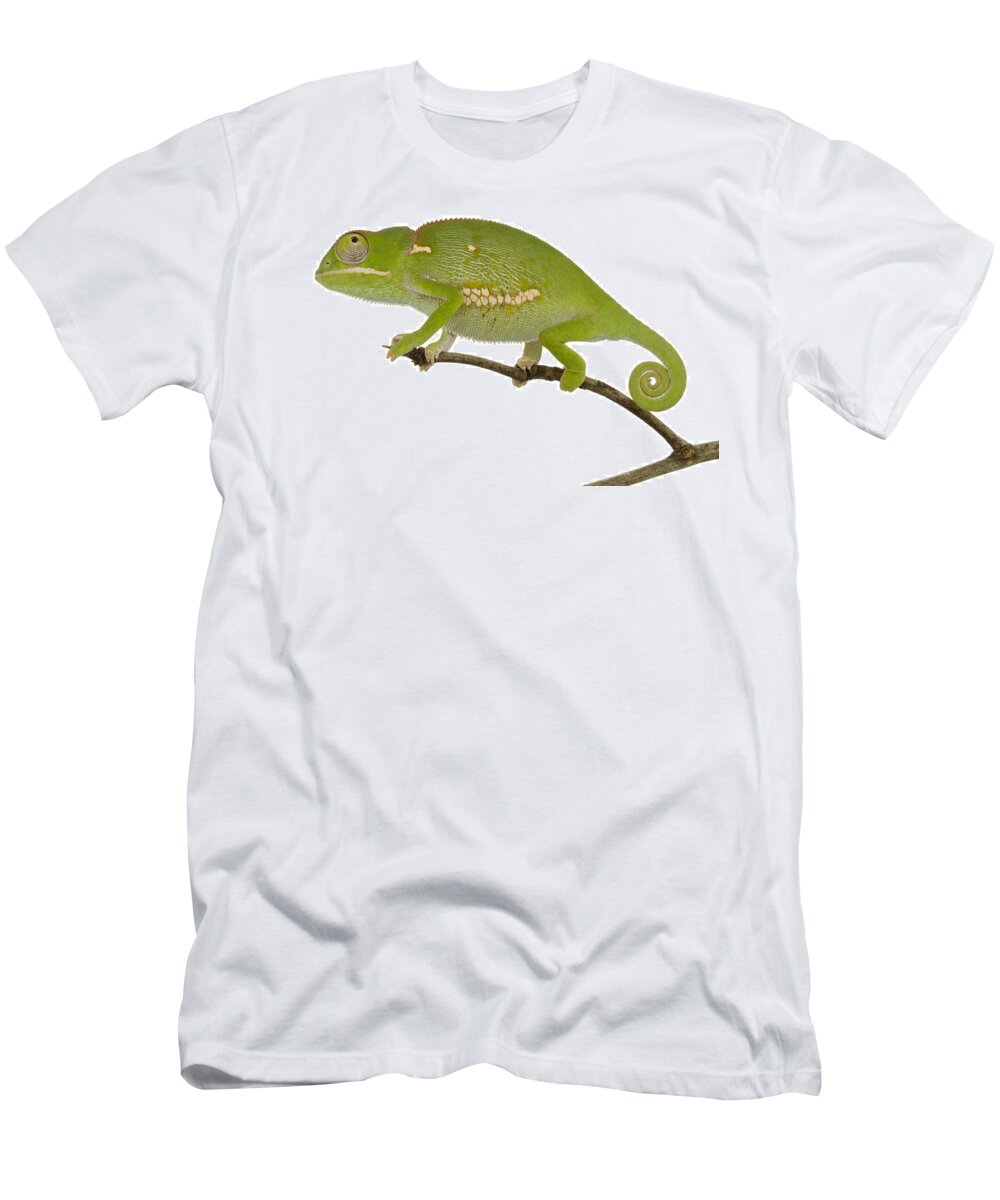 496738 T-Shirt featuring the photograph Flap-necked Chameleon Gorongosa #1 by Piotr Naskrecki