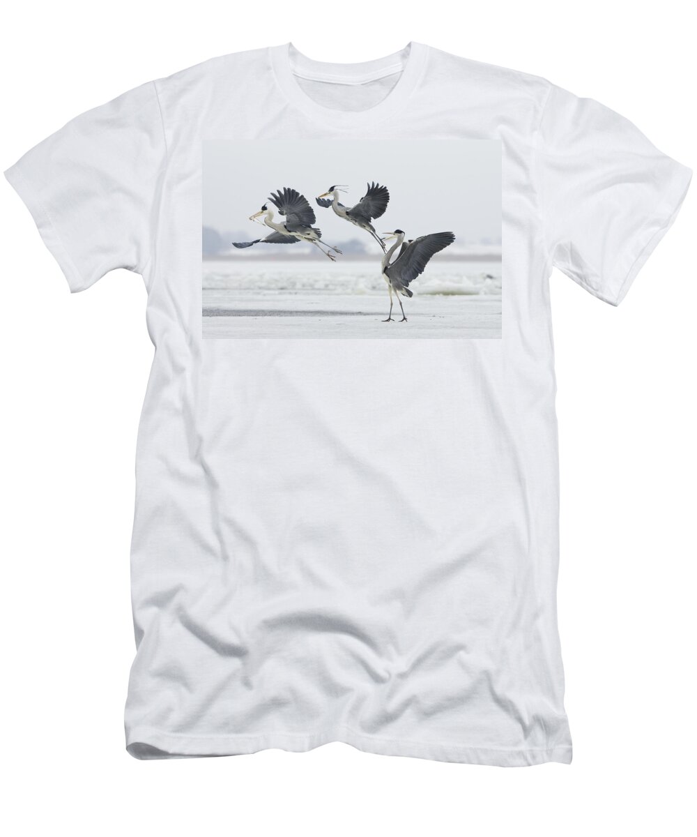 Feb0514 T-Shirt featuring the photograph Grey Heron Trio Fighting Over Fish #1 by Konrad Wothe