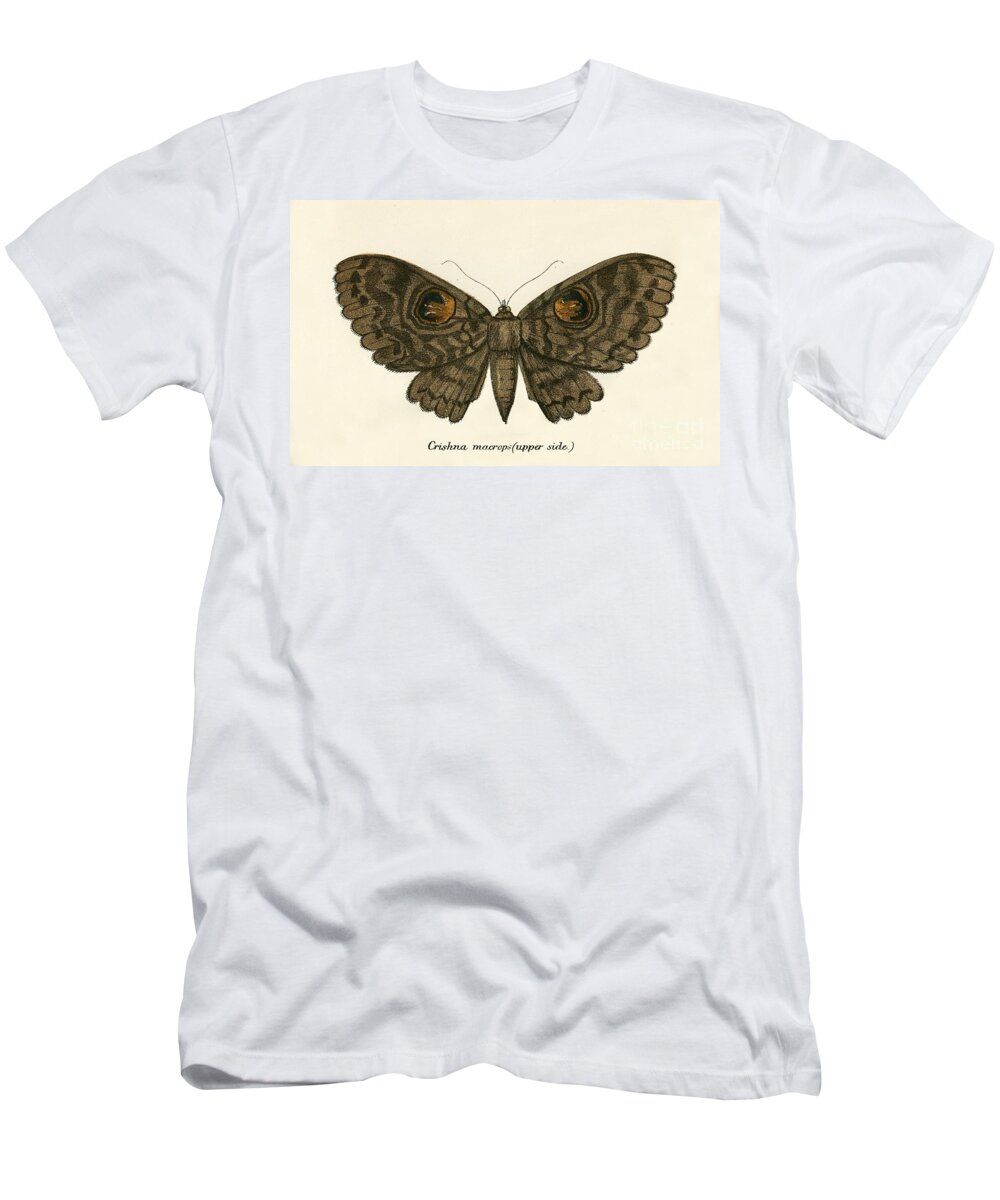 Insect T-Shirt featuring the painting Butterflies by English School