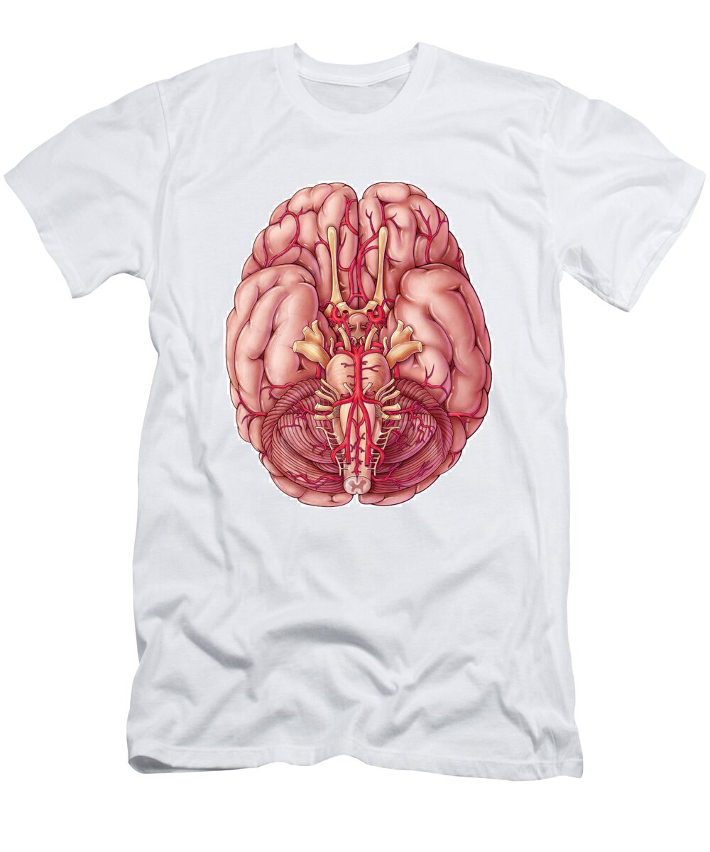 Art T-Shirt featuring the photograph Arteries Of The Brain, Illustration #2 by Evan Oto