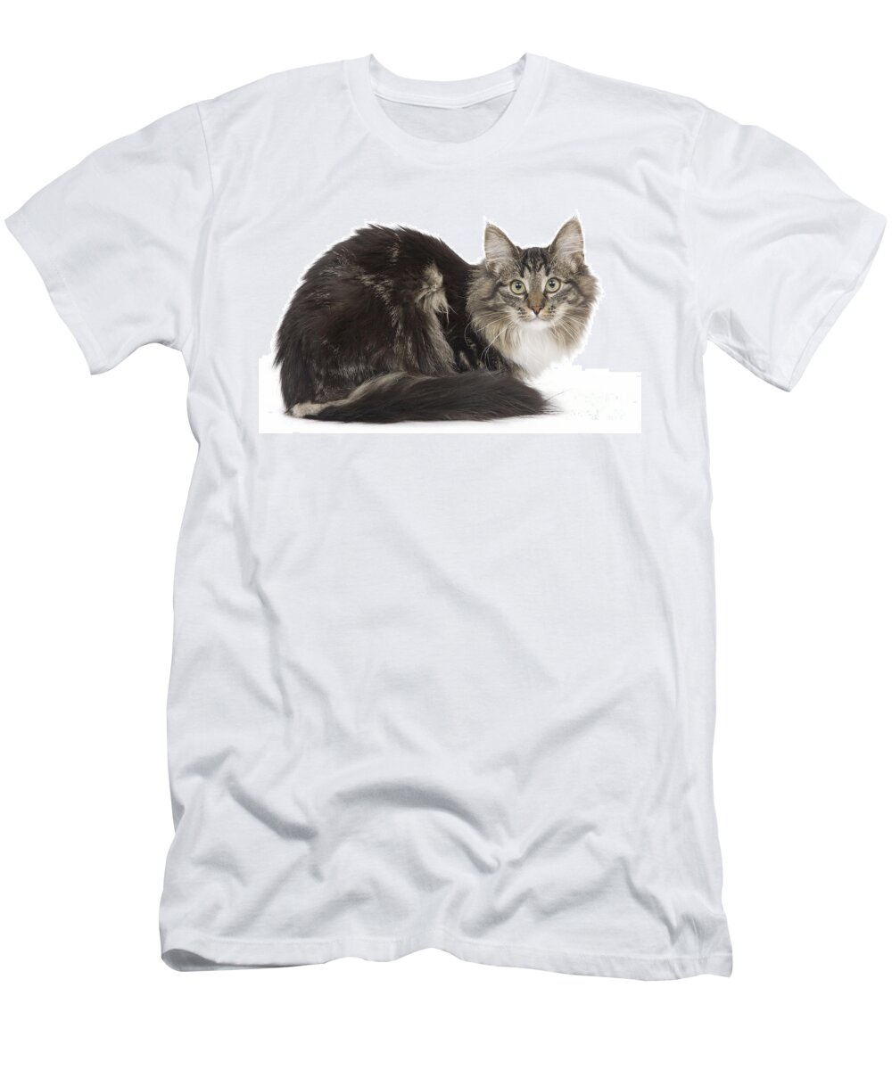 Cat T-Shirt featuring the photograph Norwegian Forest Cat #2 by Jean-Michel Labat