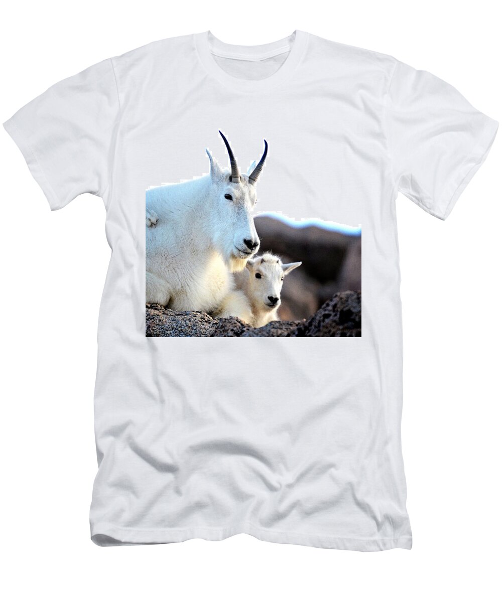 Wildlife T-Shirt featuring the photograph Rocky Mountain Goats - Nanny and Kid by OLena Art by Lena Owens - Vibrant DESIGN