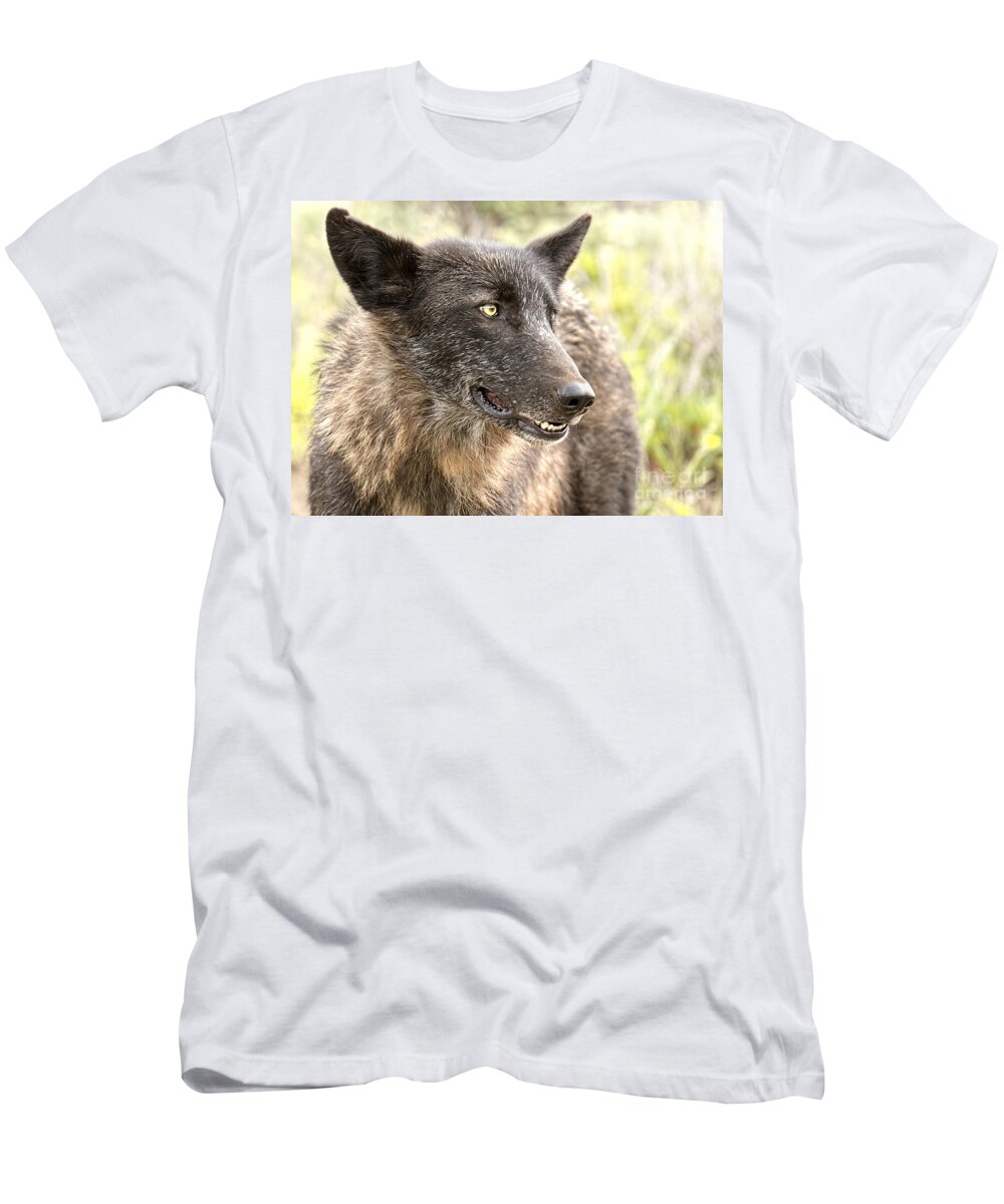 Wolf T-Shirt featuring the photograph Black Wolf #3 by Deby Dixon