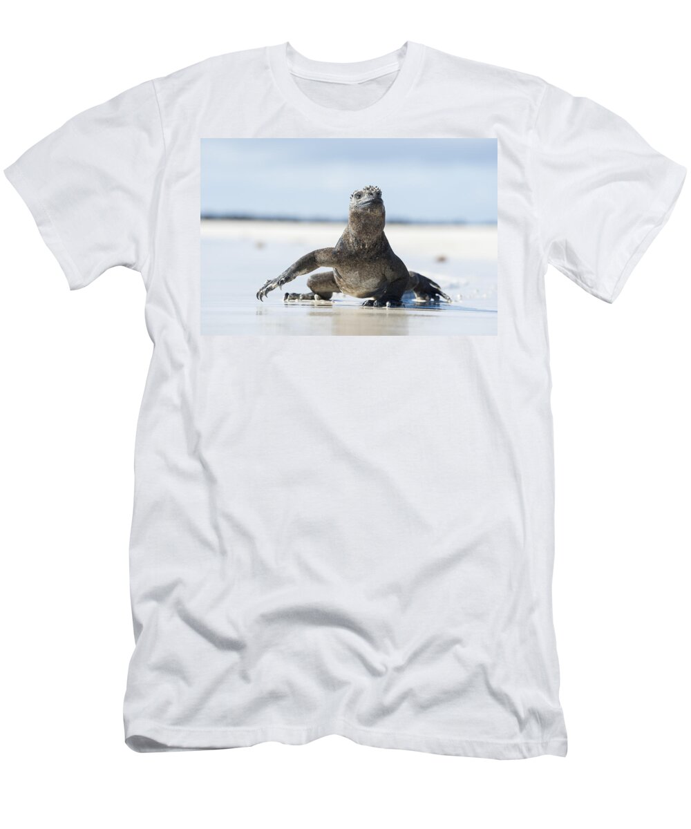 534133 T-Shirt featuring the photograph Marine Iguana Tortuga Bay Galapagos #3 by Tui De Roy