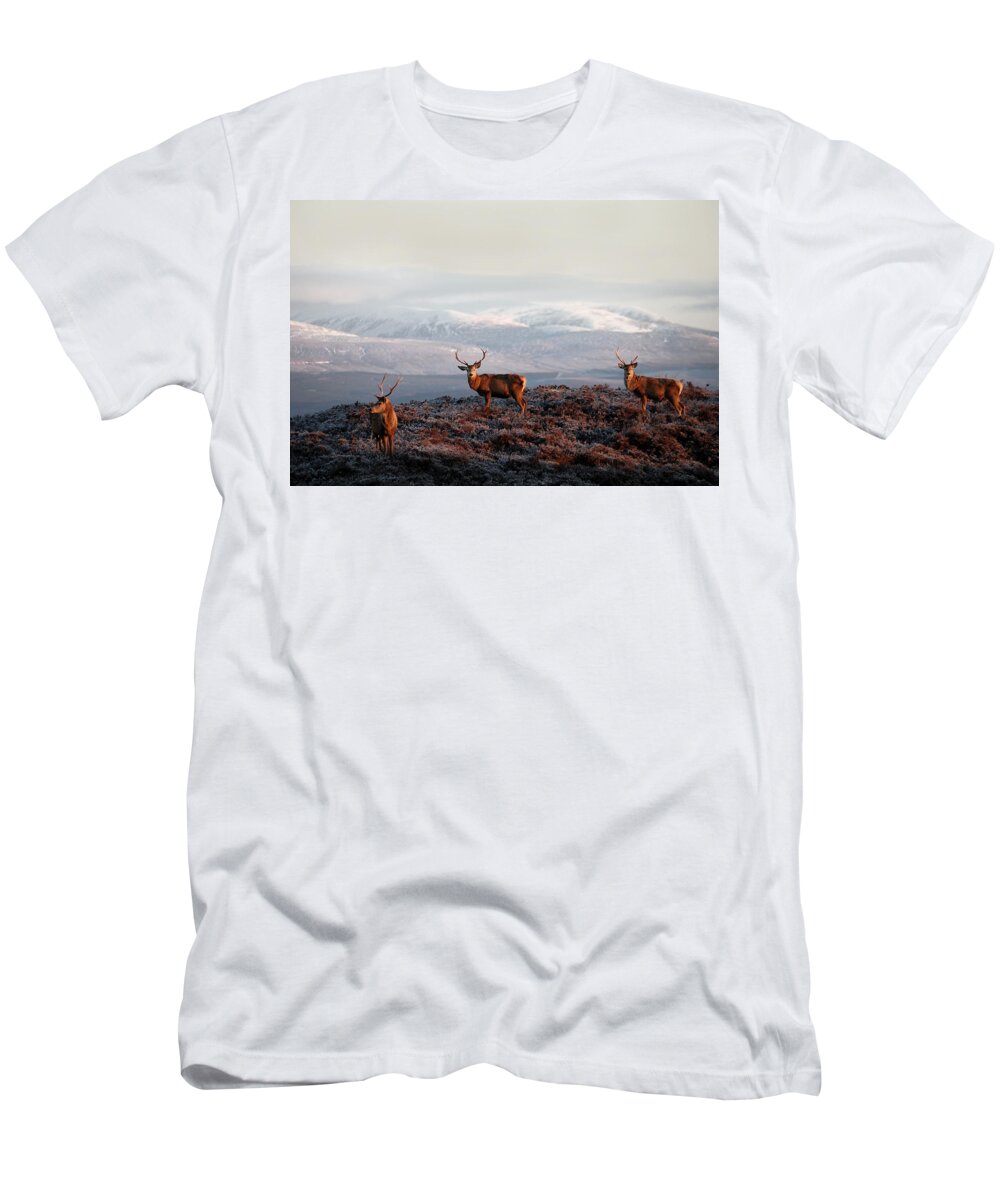 Red Deer Stags T-Shirt featuring the photograph Red deer stags #3 by Gavin Macrae