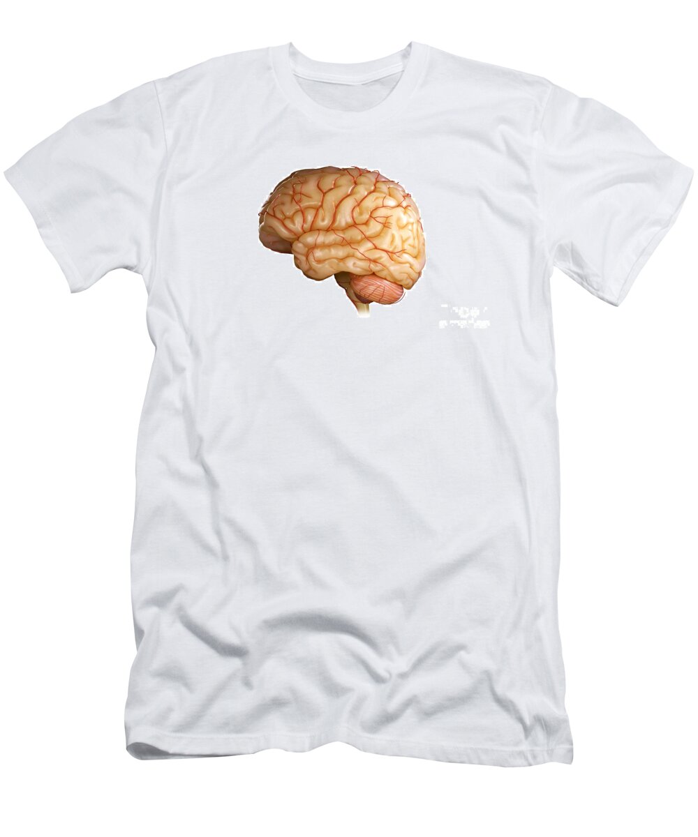 Brainstem T-Shirt featuring the photograph Human Brain #41 by Science Picture Co