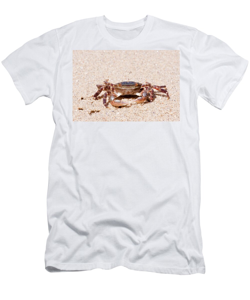 Asian Shore Crab T-Shirt featuring the photograph Asian Shore Crab #6 by Andrew J. Martinez