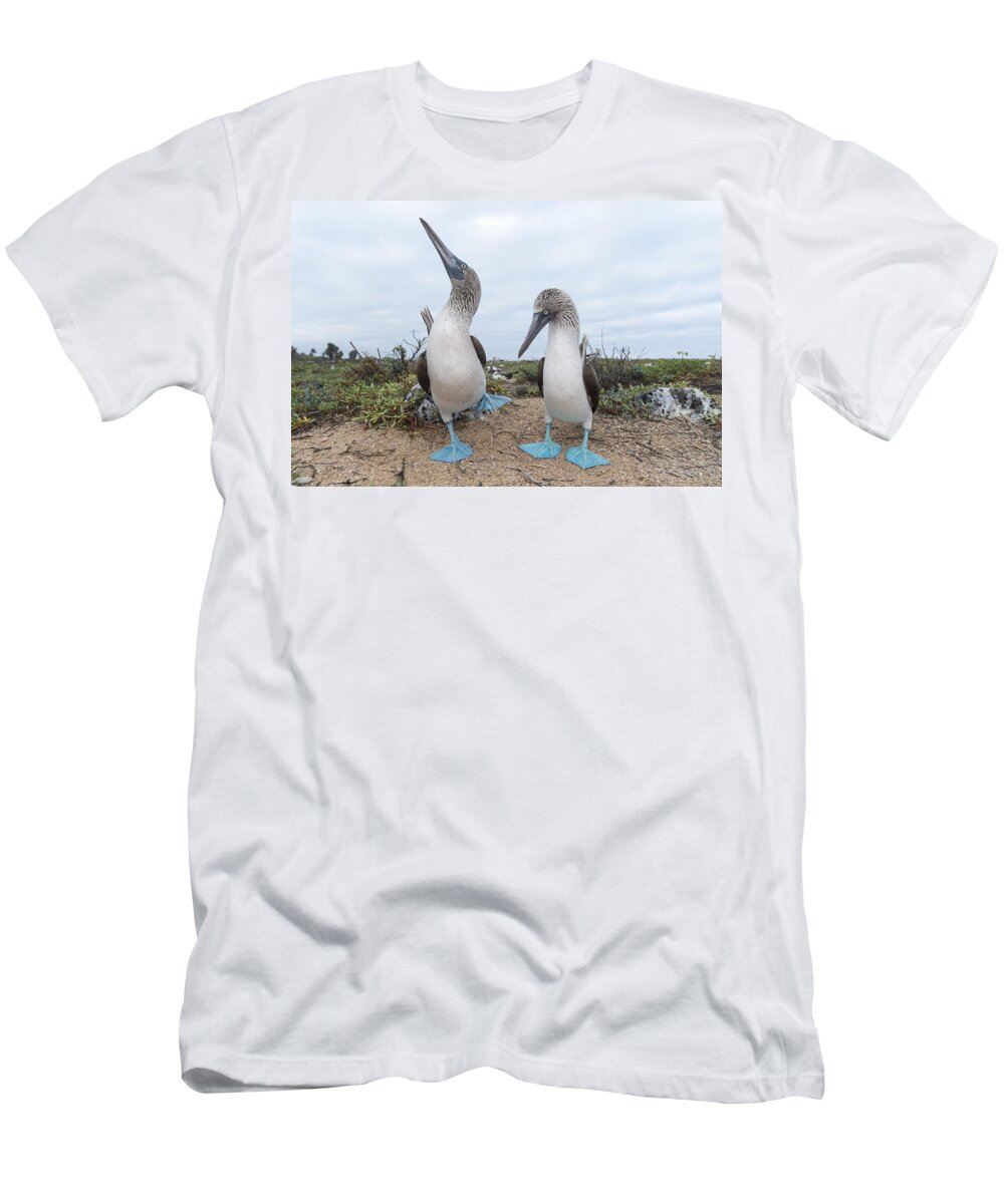 531676 T-Shirt featuring the photograph Blue-footed Booby Courtship Dance by Tui De Roy