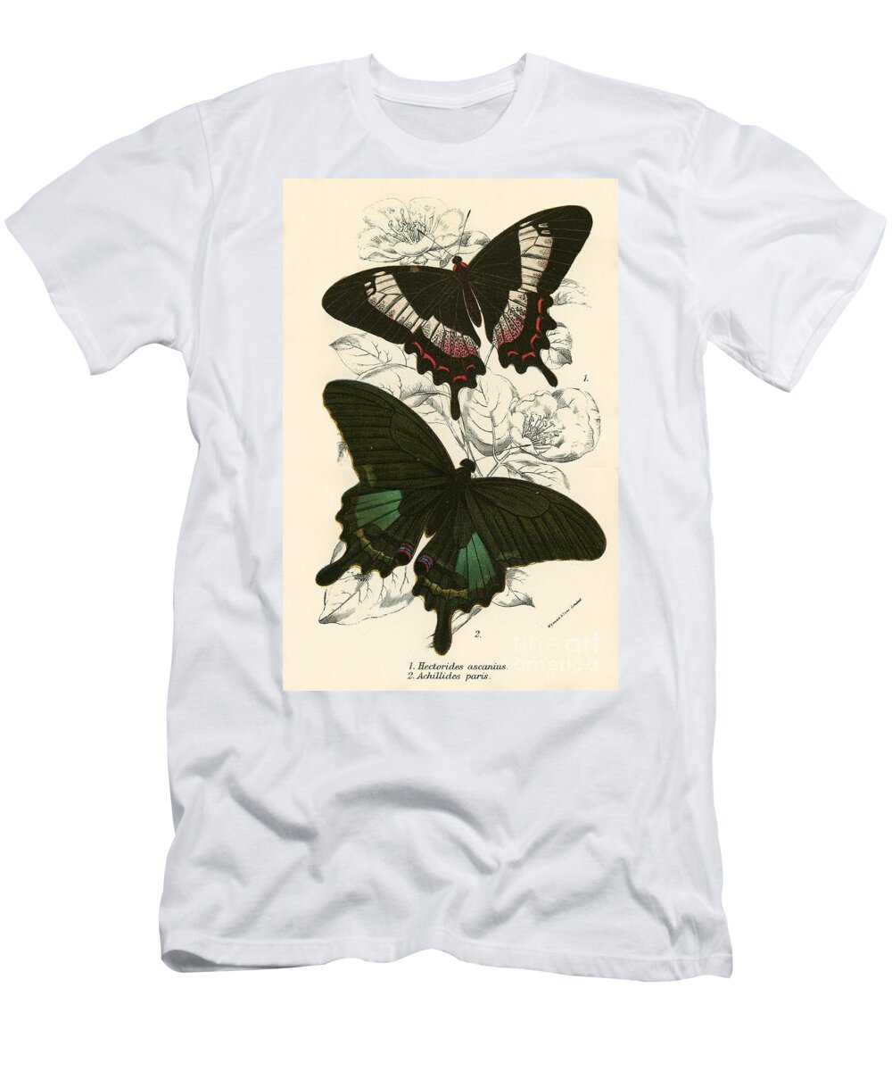 Insect T-Shirt featuring the painting Butterflies by English School