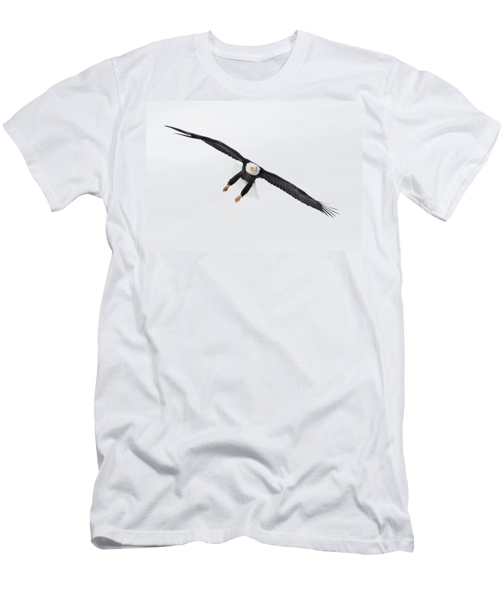 Alaska T-Shirt featuring the photograph Bald Eagle Haliaeetus Leucocephalus #8 by Josh Miller