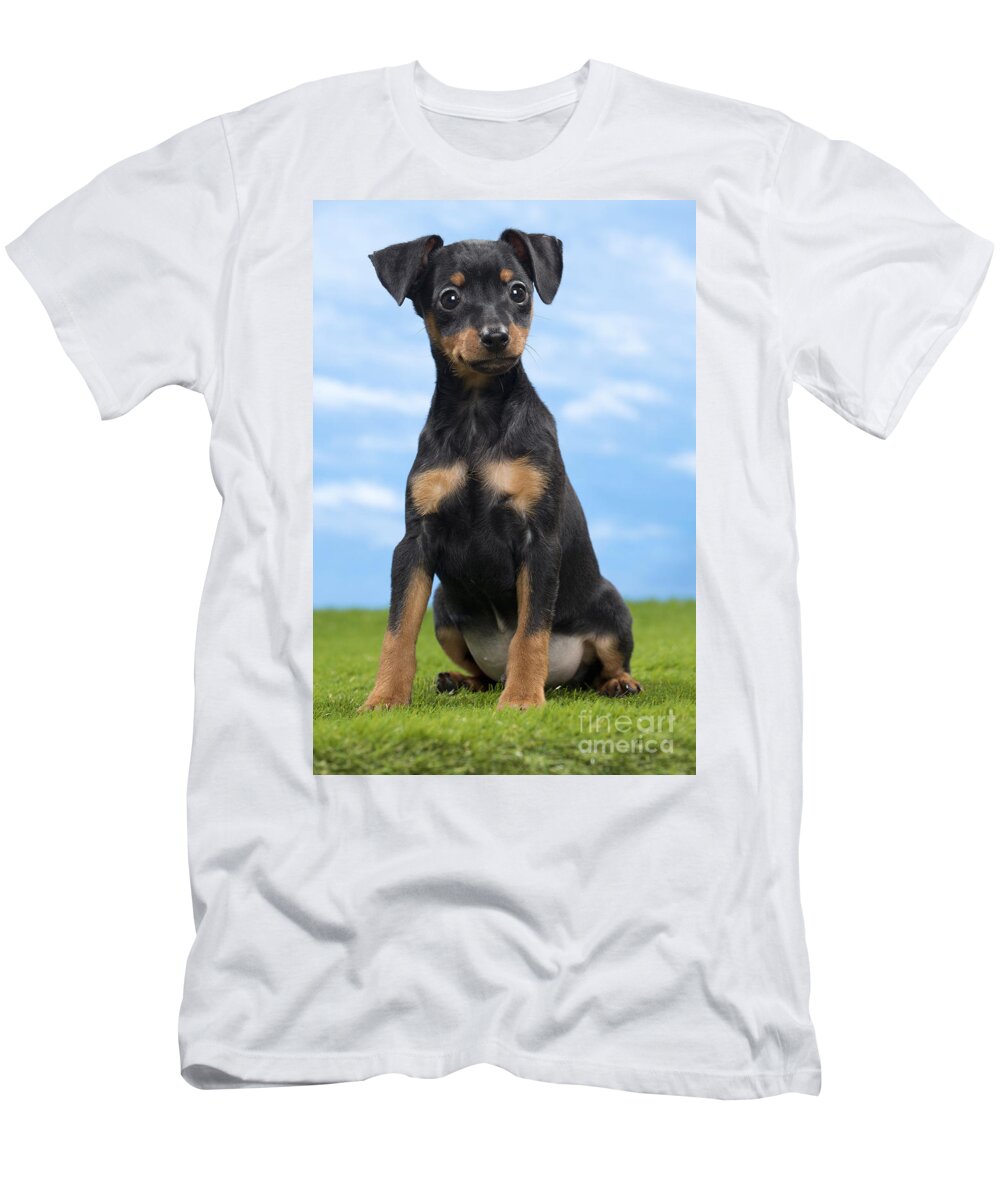 Dog T-Shirt featuring the photograph Miniature Pinscher Puppy #9 by Jean-Michel Labat