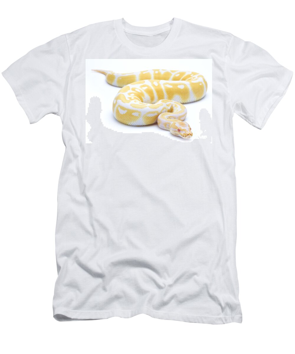 Royal Python T-Shirt featuring the photograph Albino Royal Python by Michel Gunther