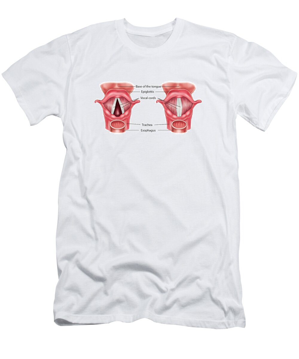 Human Anatomy T-Shirt featuring the photograph Anatomy Of The Larynx, Illustration by Krystal Thompson