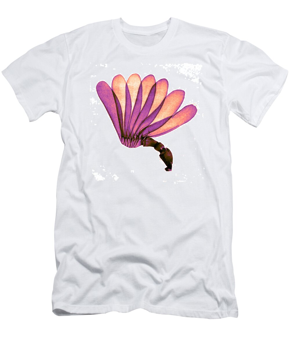 History T-Shirt featuring the photograph Antenna Of Cockchafer, Early by Science Source