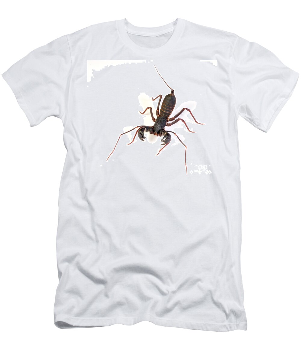 Asian Whipscorpion T-Shirt featuring the photograph Asian Whipscorpion by Francesco Tomasinelli