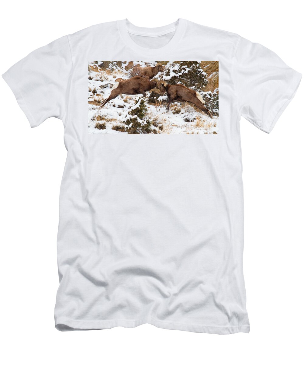 Bighorn Sheep T-Shirt featuring the photograph Bang-Bang by Jim Garrison