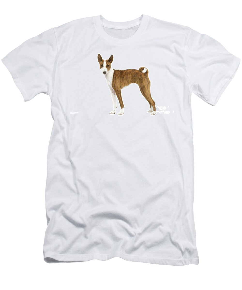 Dog T-Shirt featuring the photograph Basenji by Jean-Michel Labat