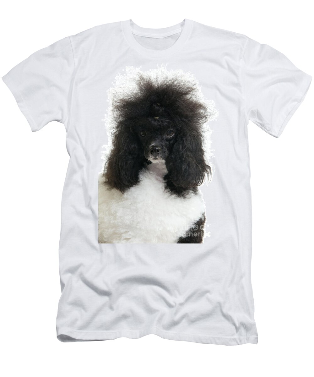 Poodle T-Shirt featuring the photograph Black And White Poodle by Jean-Michel Labat