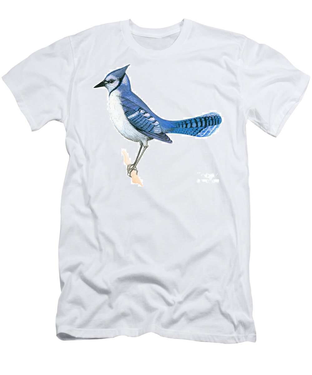 where to buy blue jay shirts