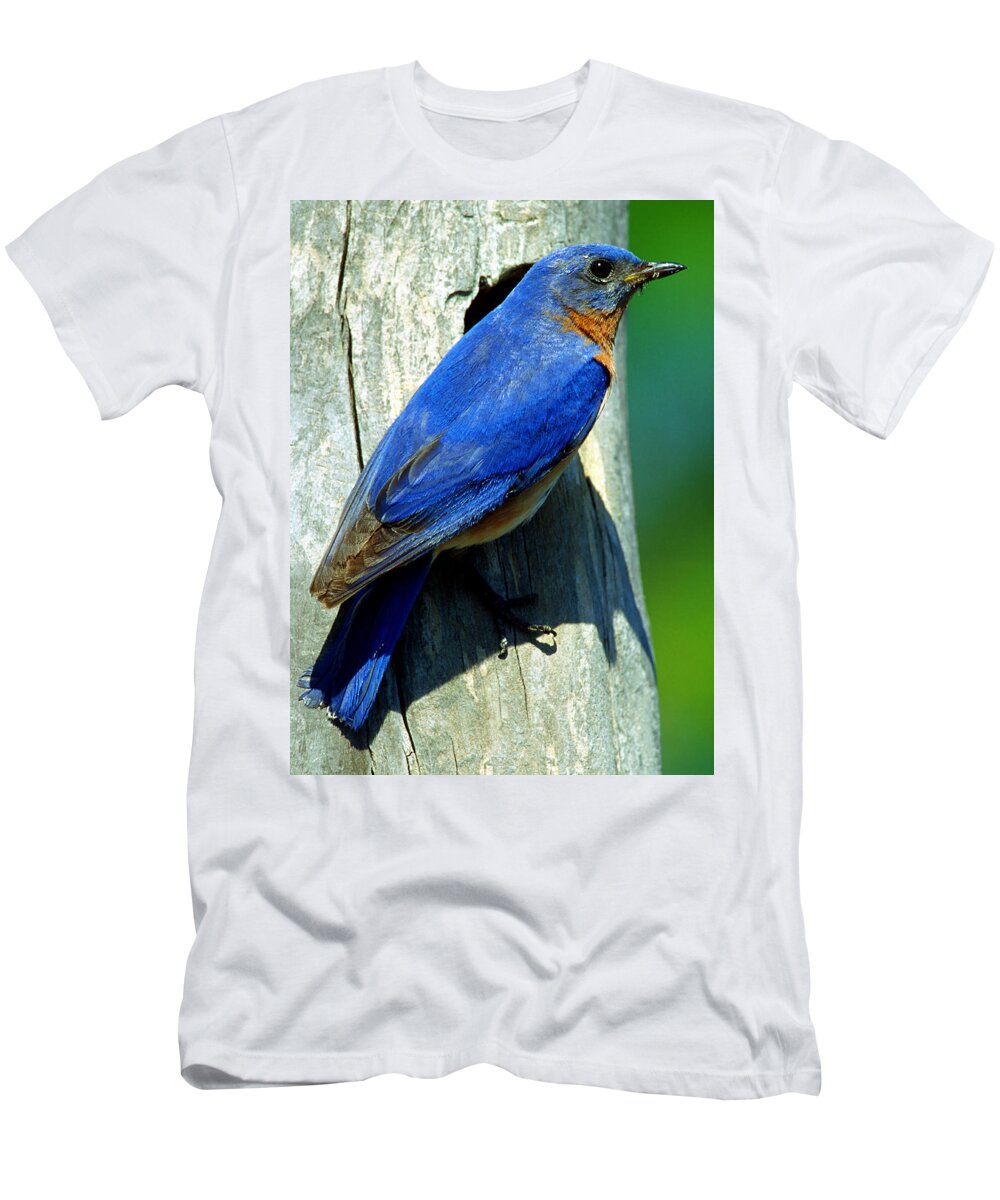 Sialia Sialia T-Shirt featuring the photograph Bluebird by Millard H. Sharp