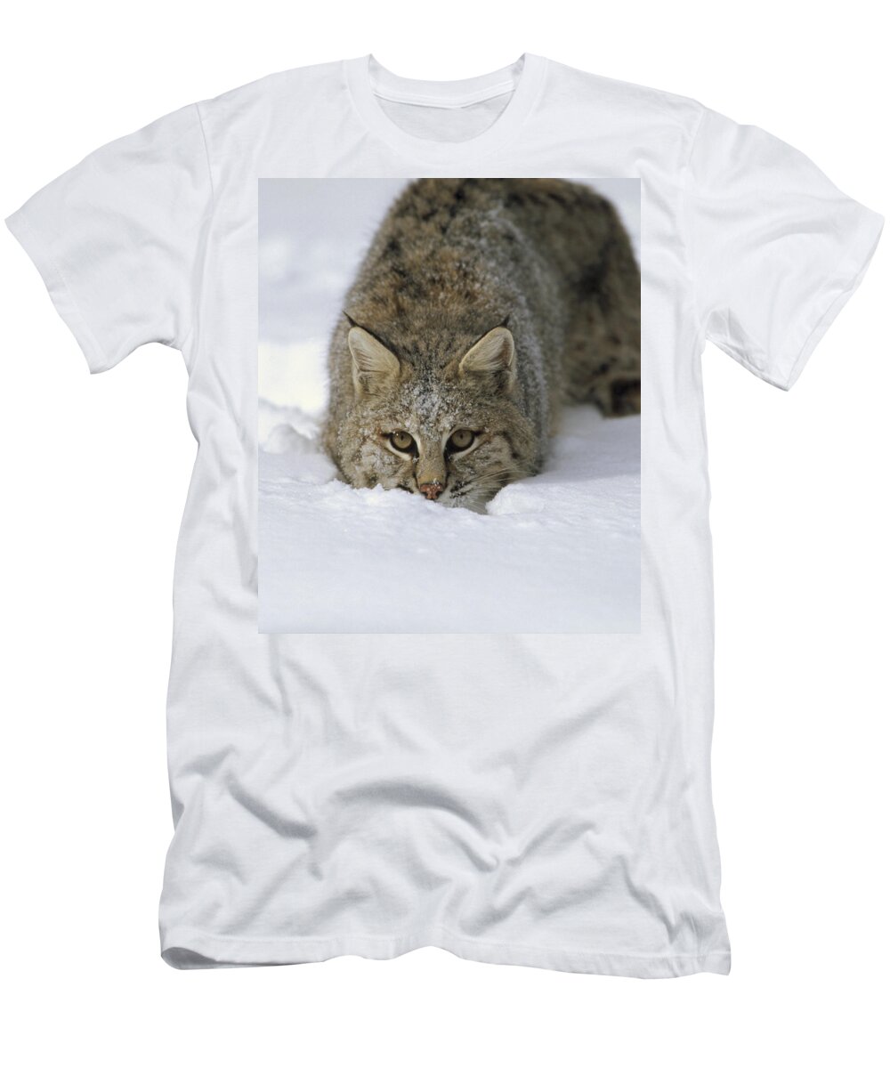 Feb0514 T-Shirt featuring the photograph Bobcat Crouching In Snow Colorado by Konrad Wothe