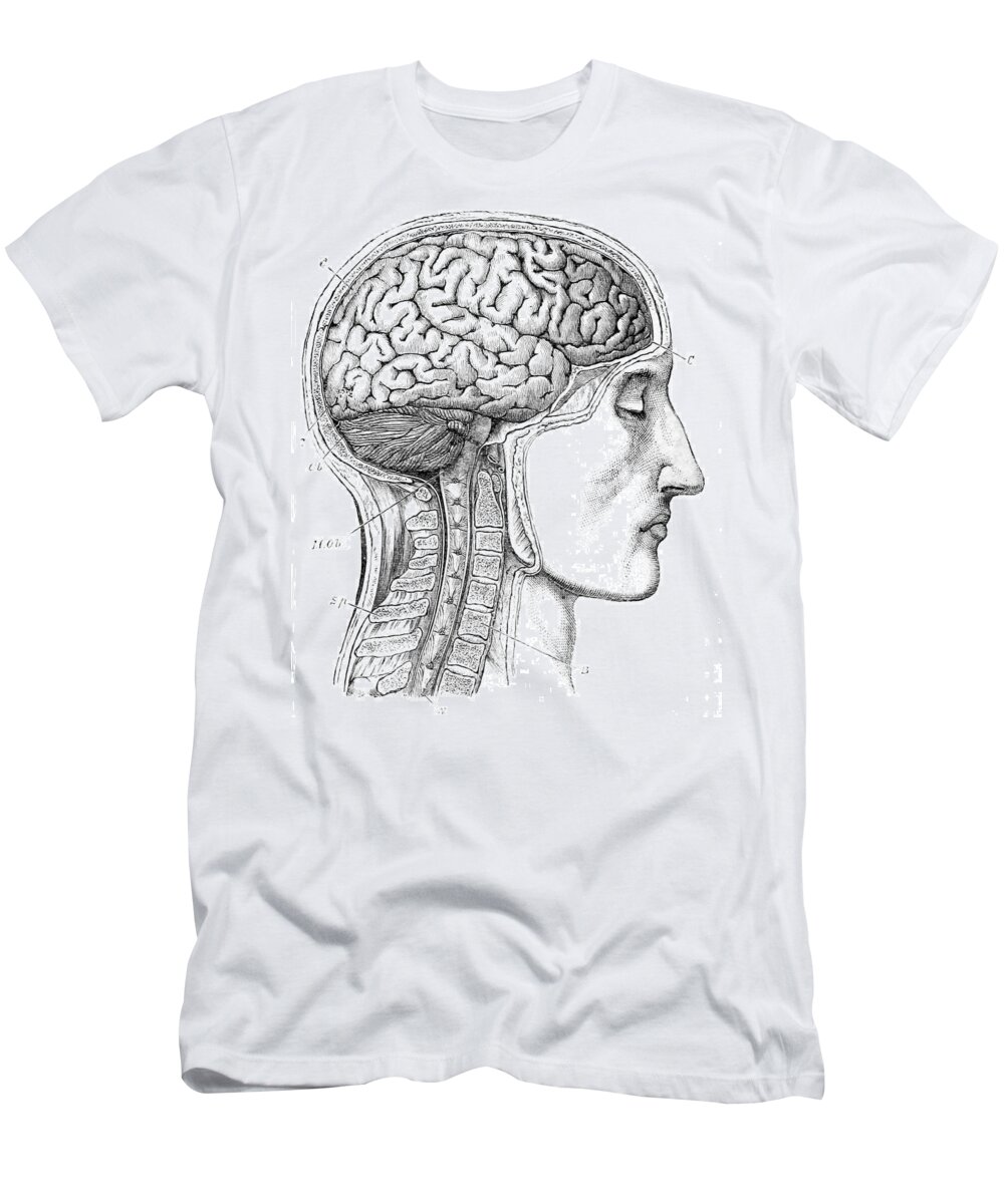 Science T-Shirt featuring the photograph Brain From Right Side, 1883 by British Library