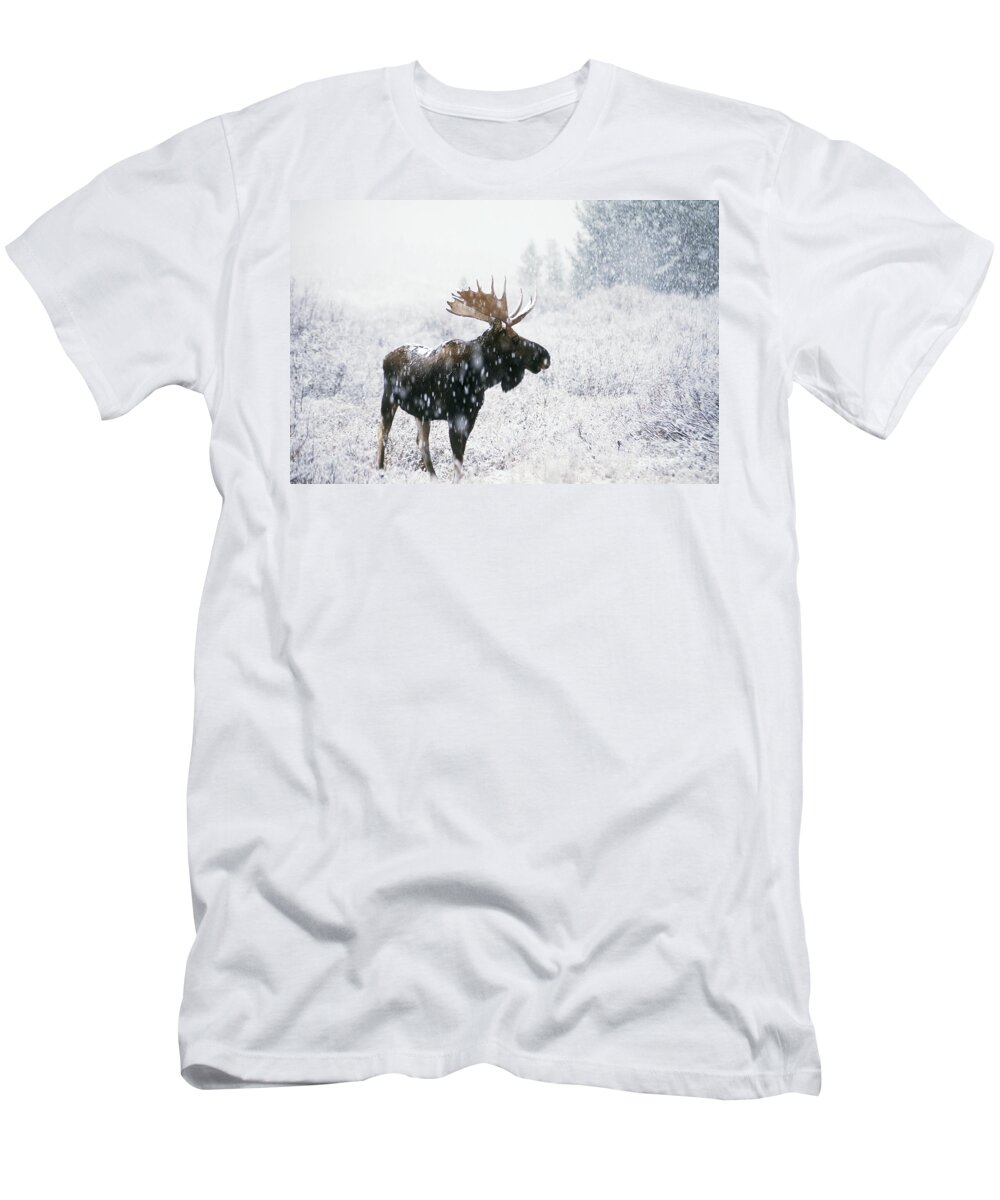 Fauna T-Shirt featuring the photograph Bull Moose In Snow by Ken M Johns