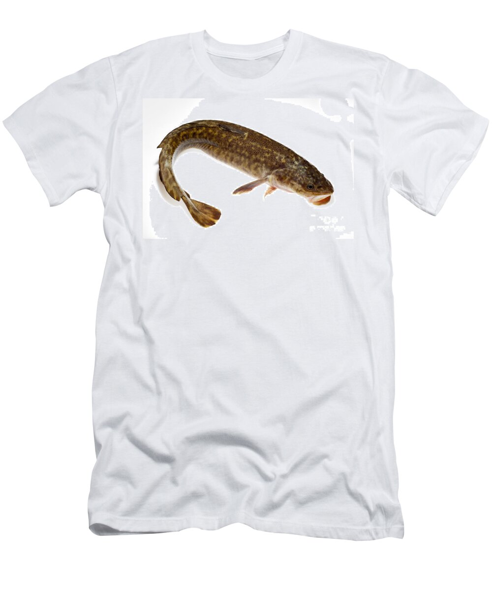 Burbot T-Shirt featuring the photograph Burbot Lota lota isolated on white by Stephan Pietzko