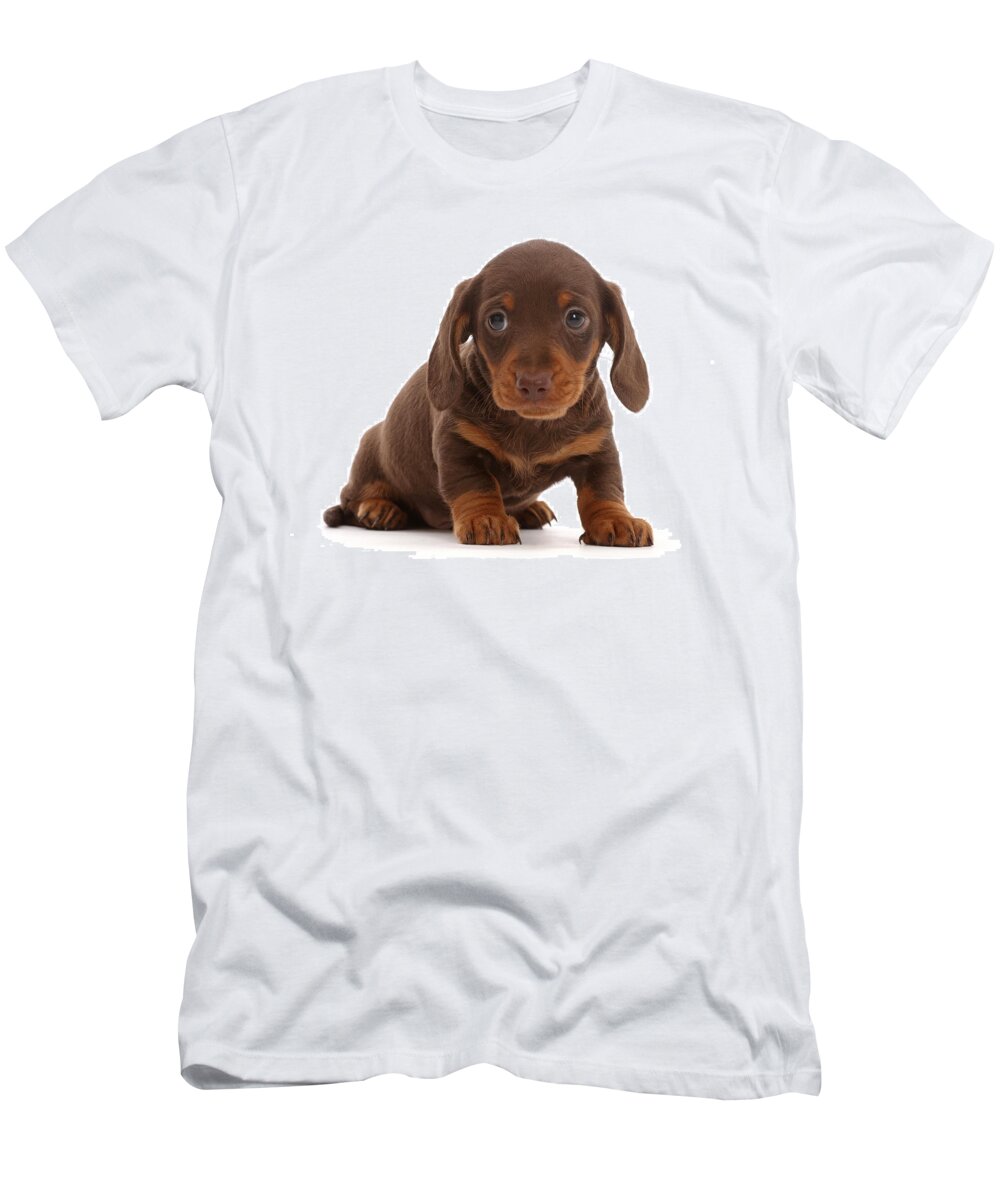 Dachshund T-Shirt featuring the photograph Chocolate Dachshund Puppy by Mark Taylor