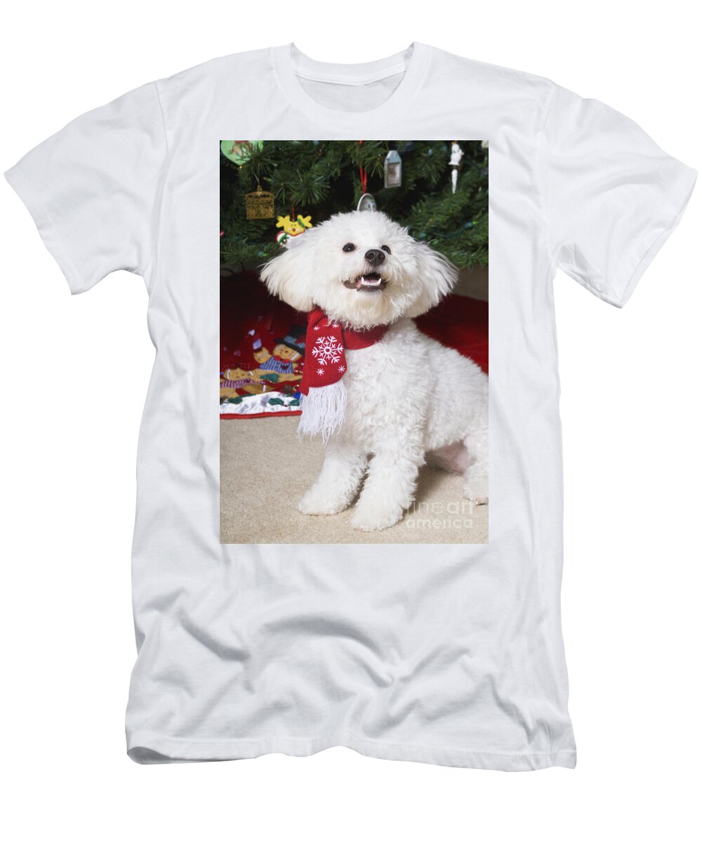 White T-Shirt featuring the photograph Christmas Bichon Frise by Diane Macdonald