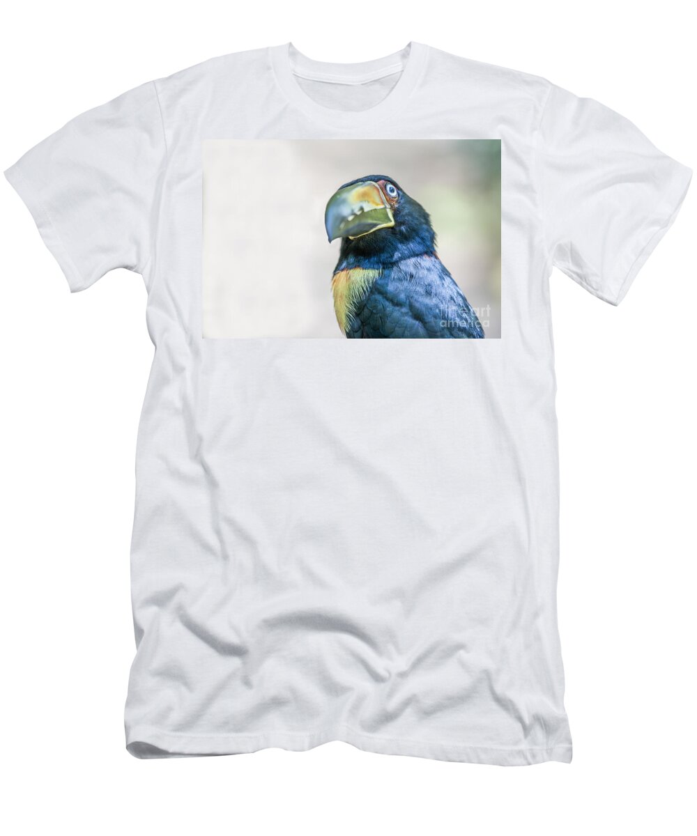 Central T-Shirt featuring the photograph Collared Aracari bird by Patricia Hofmeester
