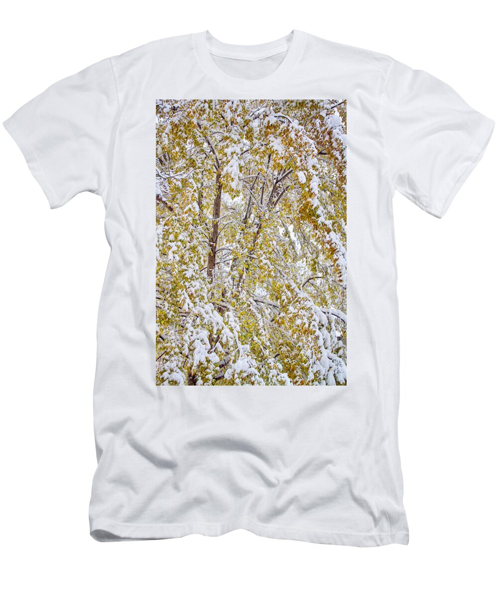Tree T-Shirt featuring the photograph Colorful Maple Tree In The Snow 2 by James BO Insogna
