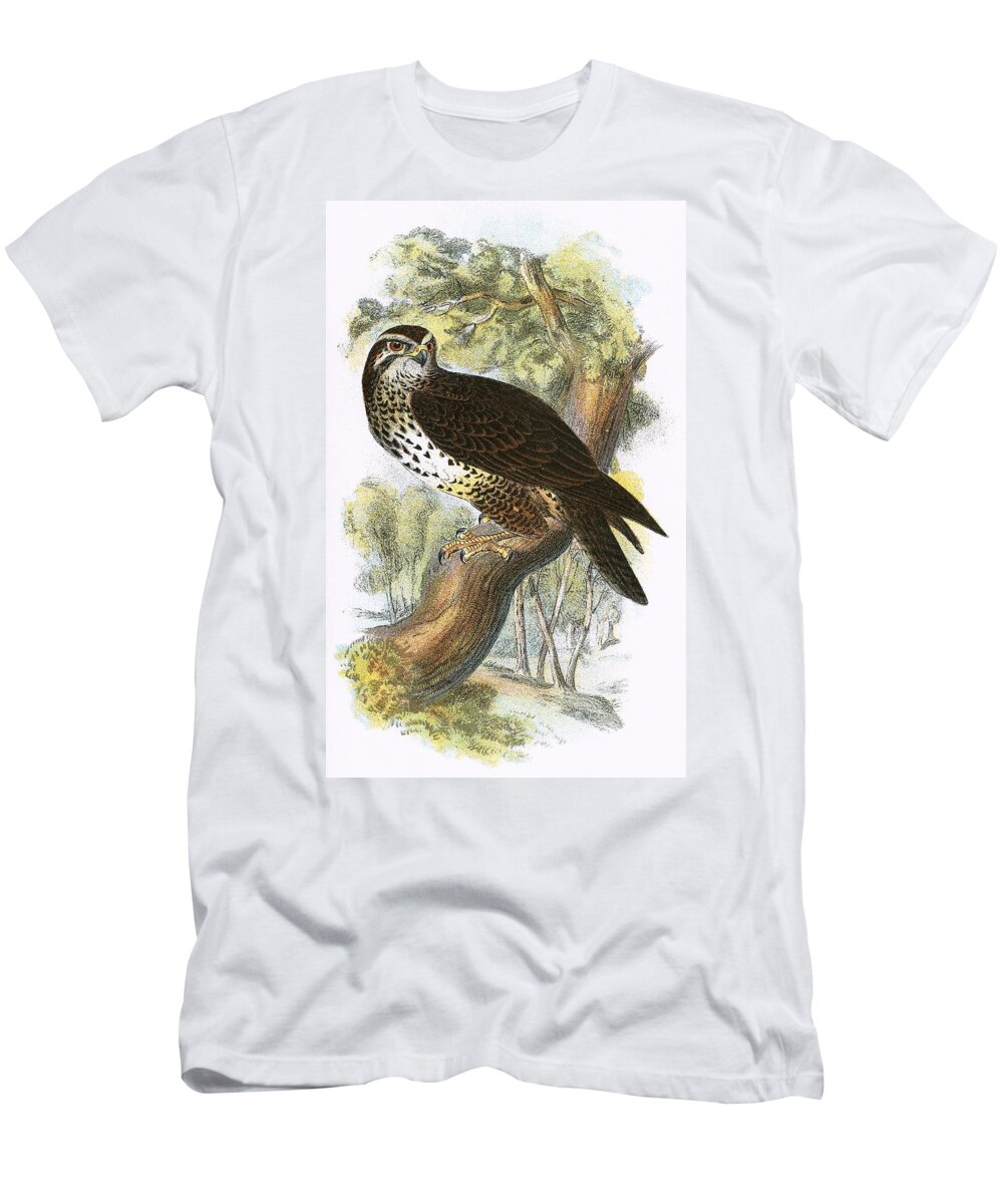 Buzzard T-Shirt featuring the painting Common Buzzard by English School