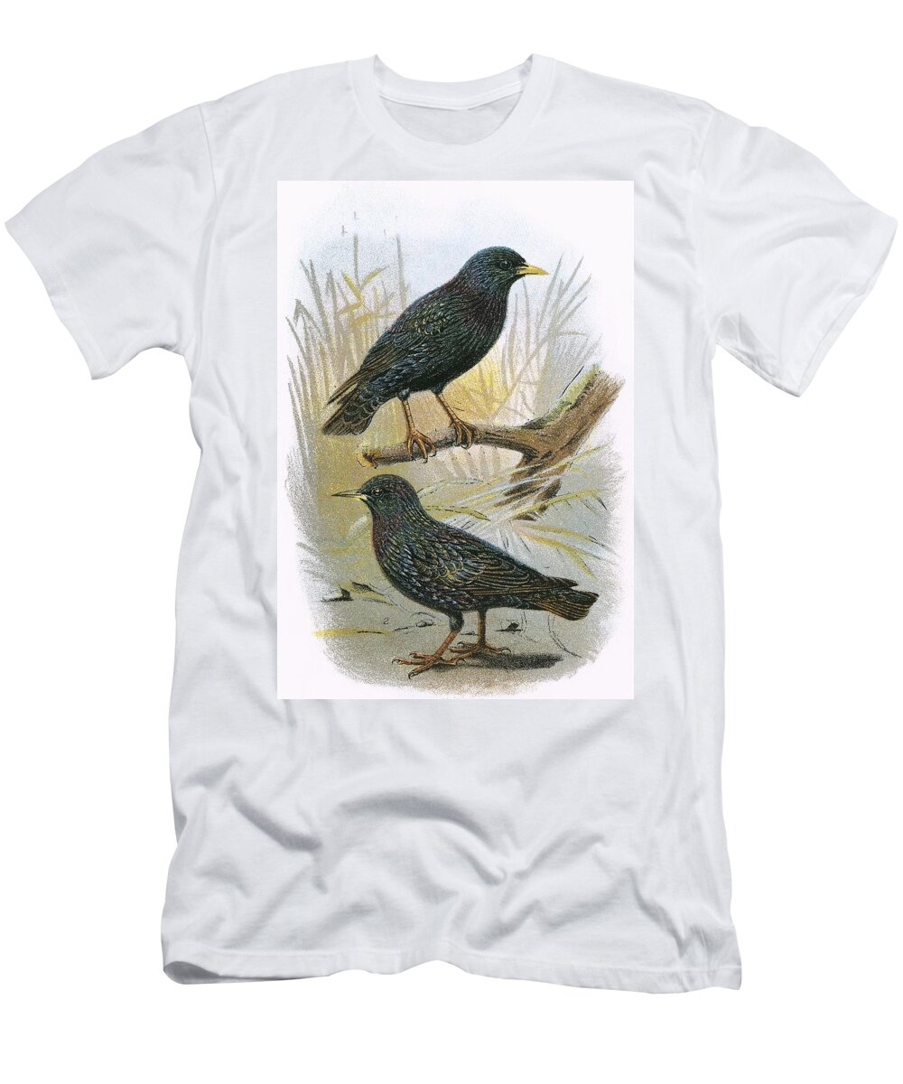 British Birds T-Shirt featuring the photograph Common Starling Top And Intermediate Starling Bottom by English School