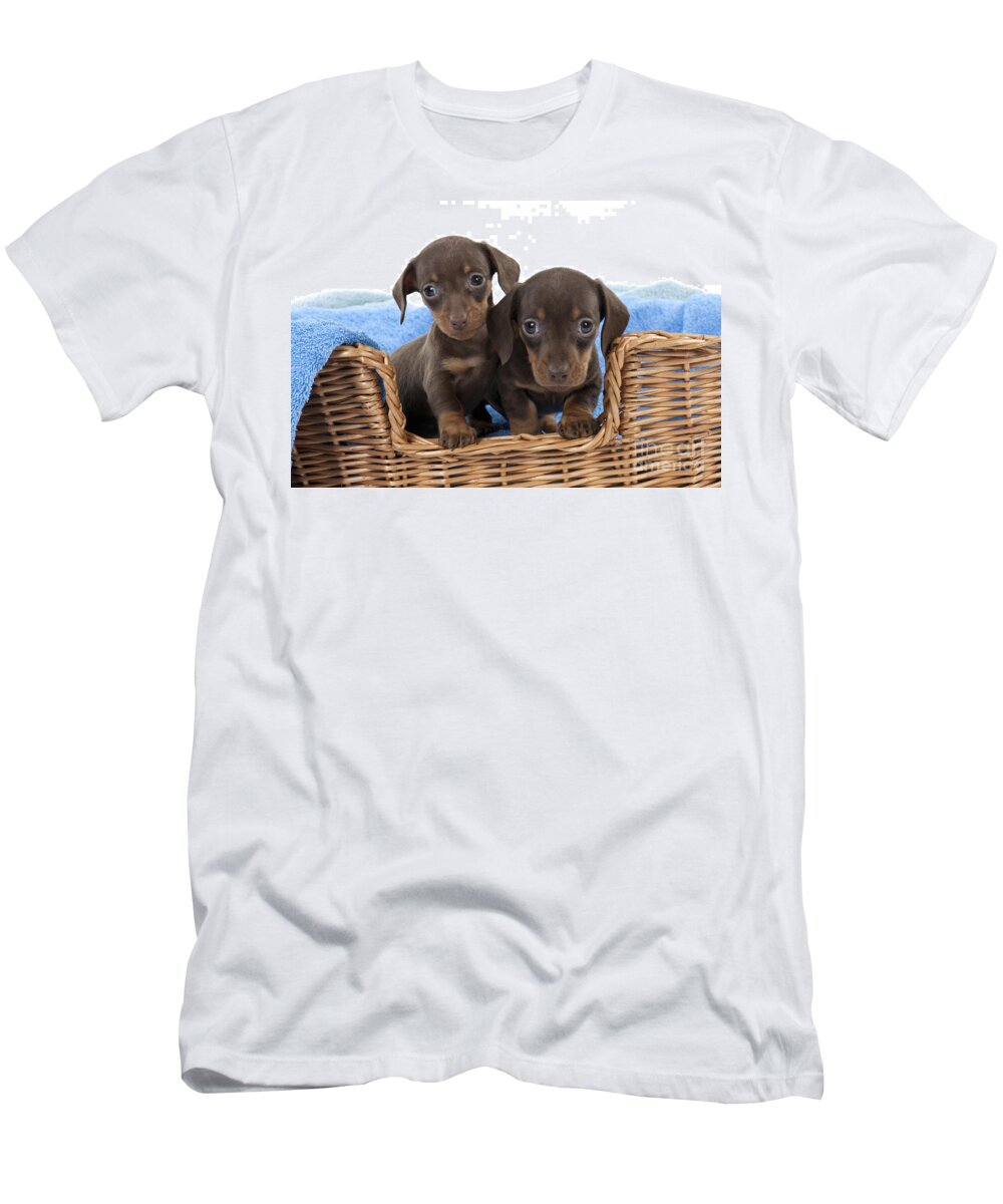 Dachshund T-Shirt featuring the photograph Dachshund Puppy Dogs by John Daniels