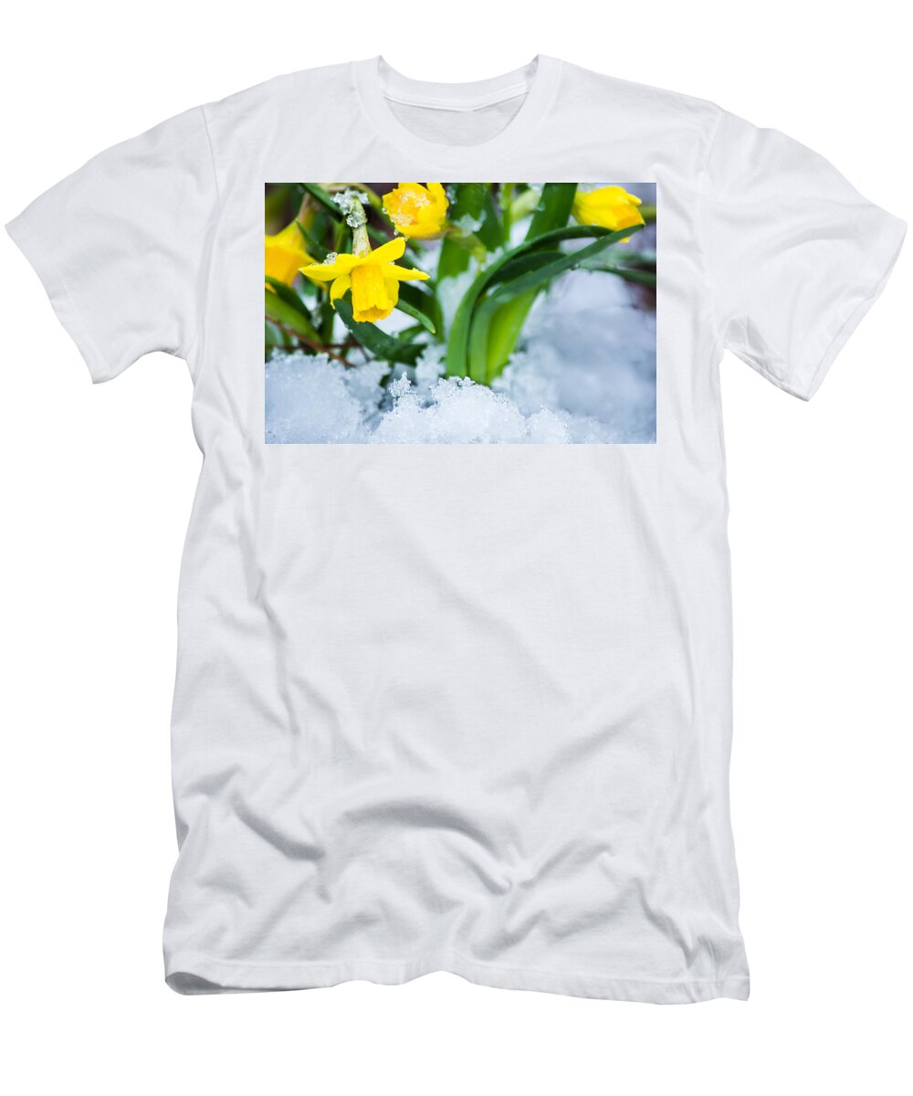 Spring T-Shirt featuring the photograph Daffodils in the Snow by Parker Cunningham