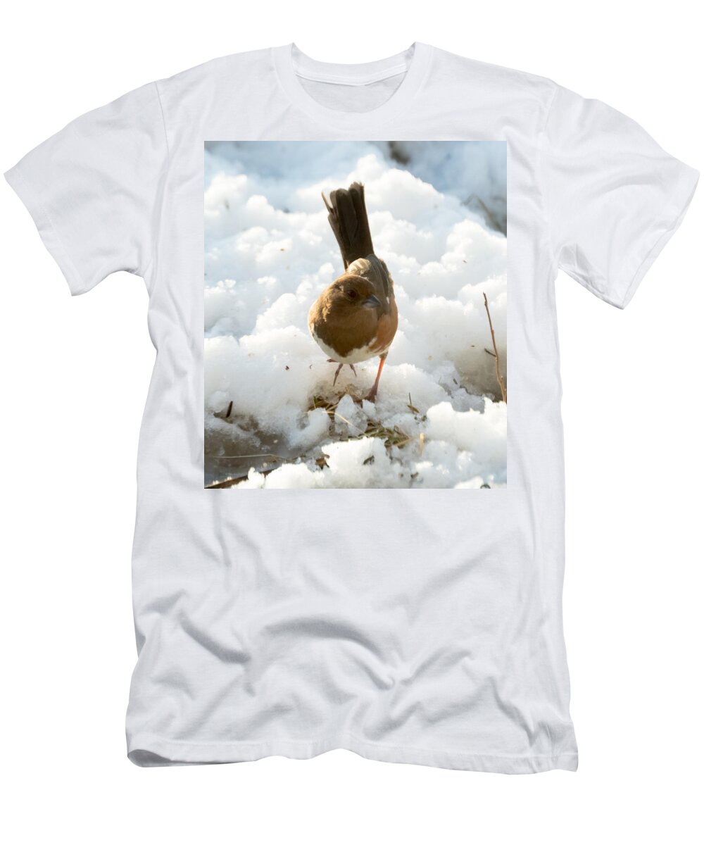 Rufous-sided Towhee T-Shirt featuring the photograph Eastern Towhee Poses for Photograph by Holden The Moment