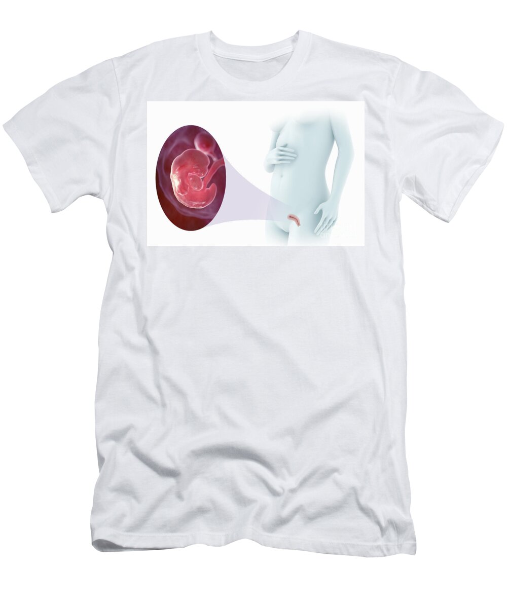 3d Visualisation T-Shirt featuring the photograph Embryo Development Week 7 by Science Picture Co