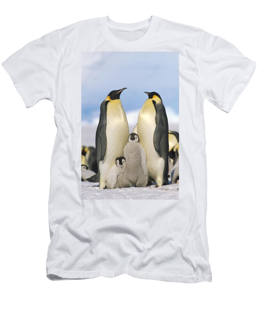 Feb0514 T-Shirt featuring the photograph Emperor Penguin Parents With Chicks by Konrad Wothe