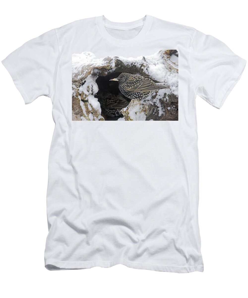 European Starling T-Shirt featuring the photograph European Starling by M. Watson