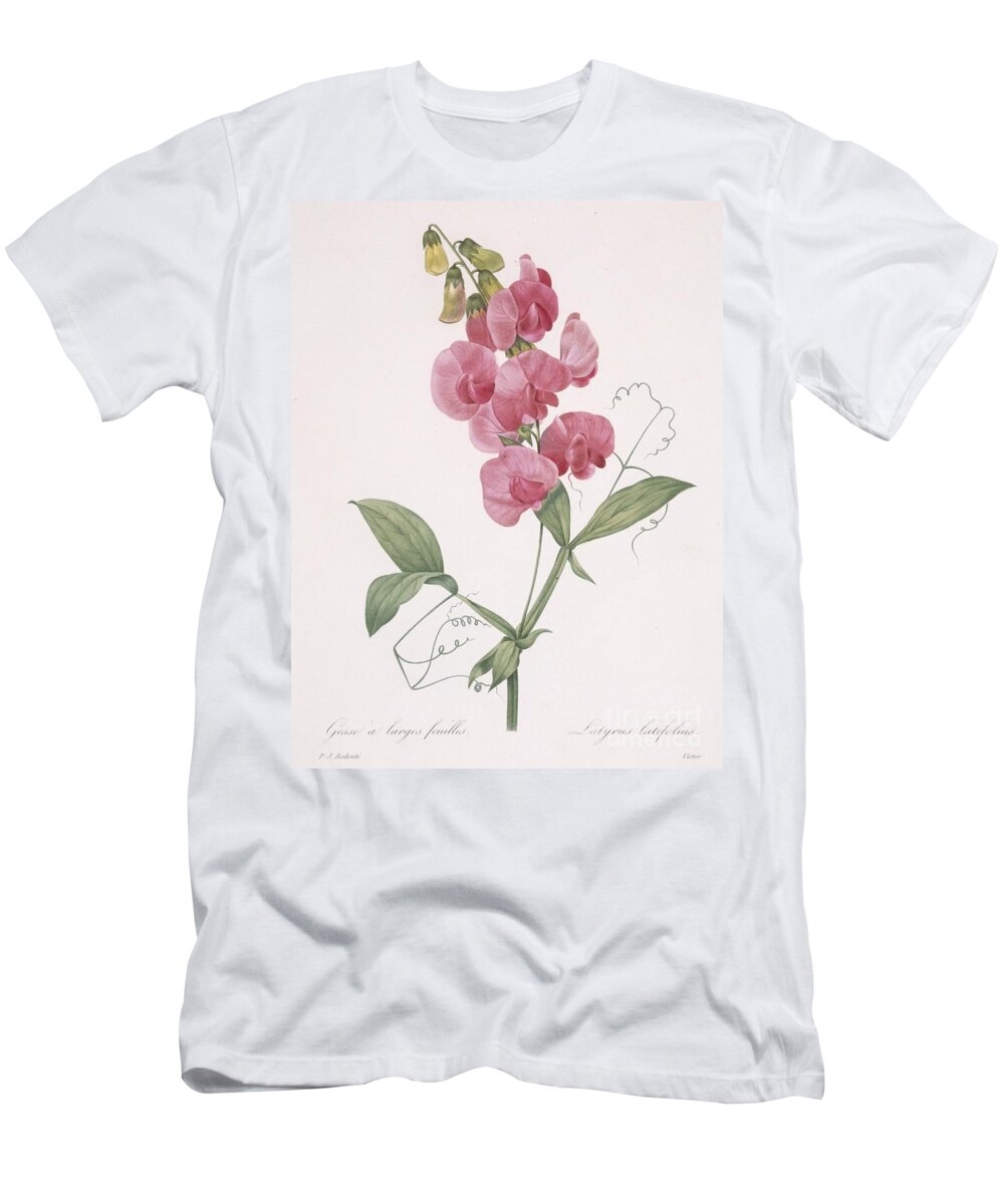 Redoute T-Shirt featuring the painting Everlasting Pea by Redoute by Pierre Joseph Redoute