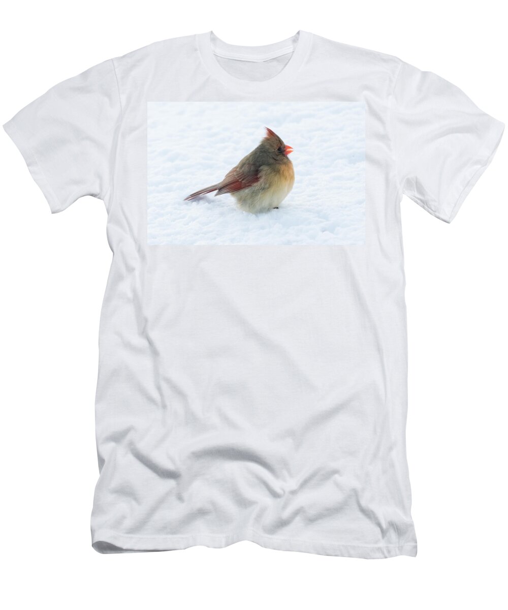 Cardinal T-Shirt featuring the photograph Female Cardinal by Holden The Moment