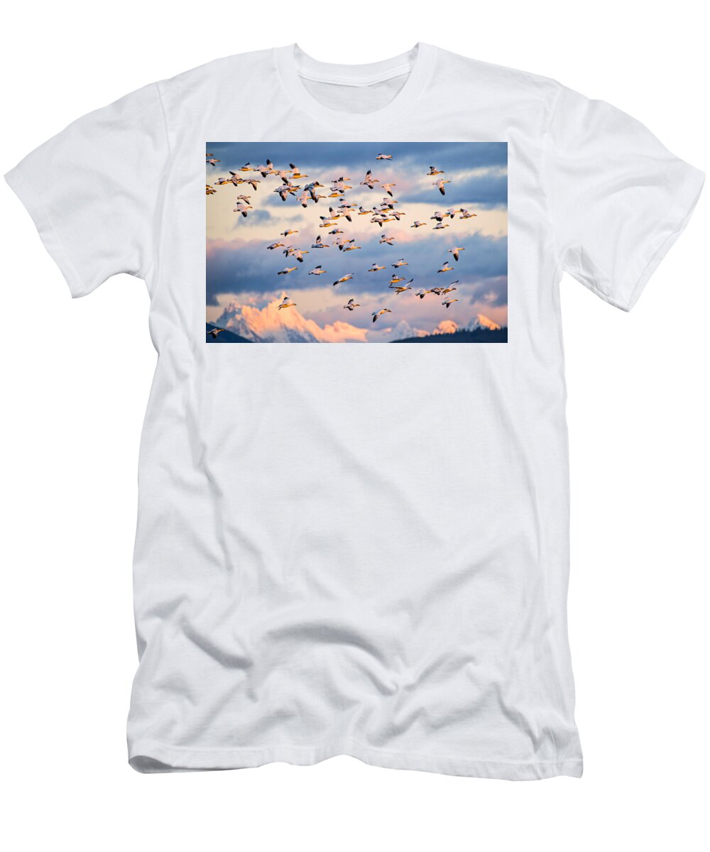 Skagit Valley T-Shirt featuring the photograph Snow Geese Flying at Sunset by Yoshiki Nakamura